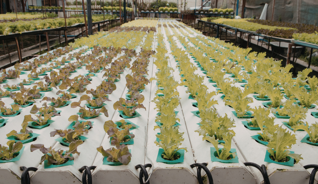 Smart Gardening: Integrating Matter-Compatible Outdoor Tech into Your Backyard