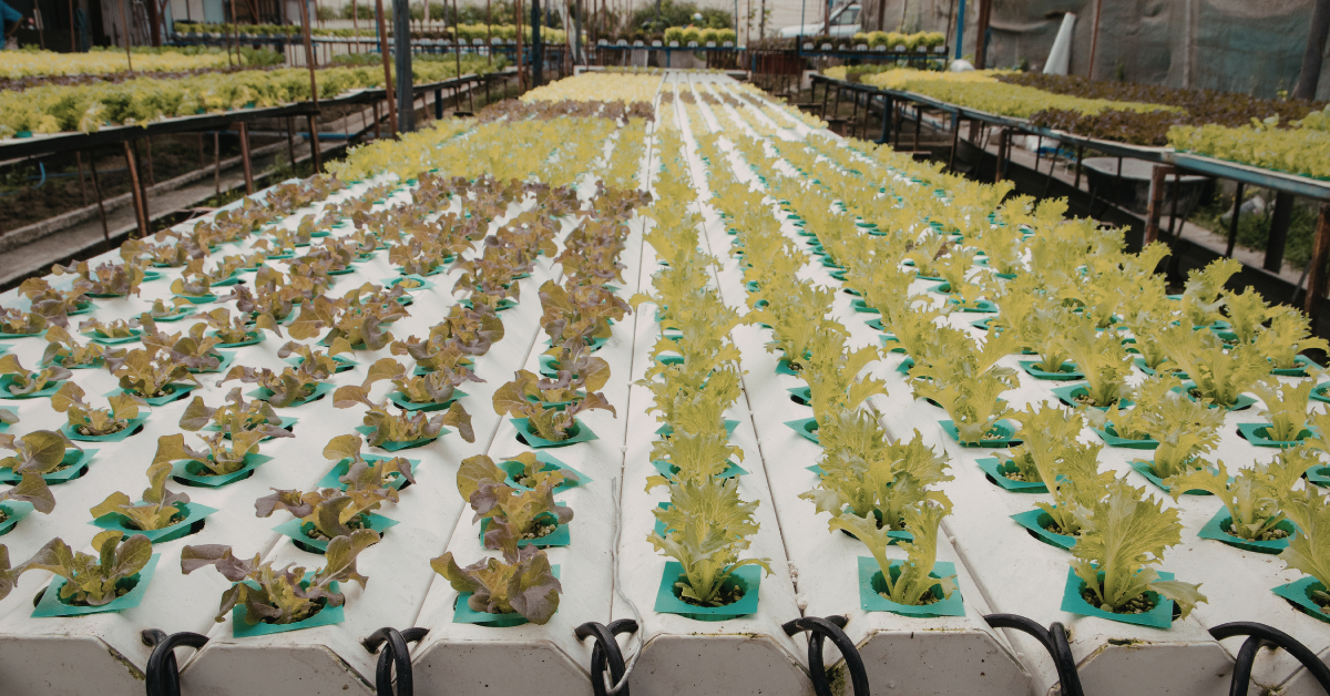 Smart Gardening: Integrating Matter-Compatible Outdoor Tech into Your Backyard