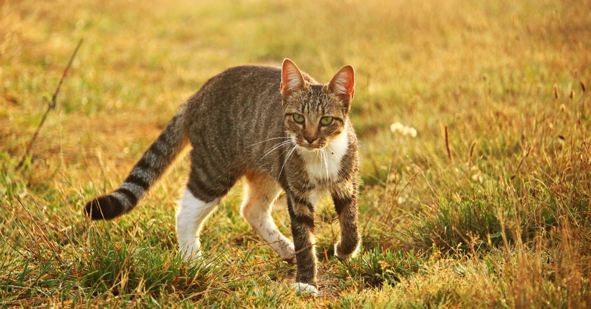 Why Every Senior Cat Needs an Orthopedic Heated Bed: Our Top Amazon Picks