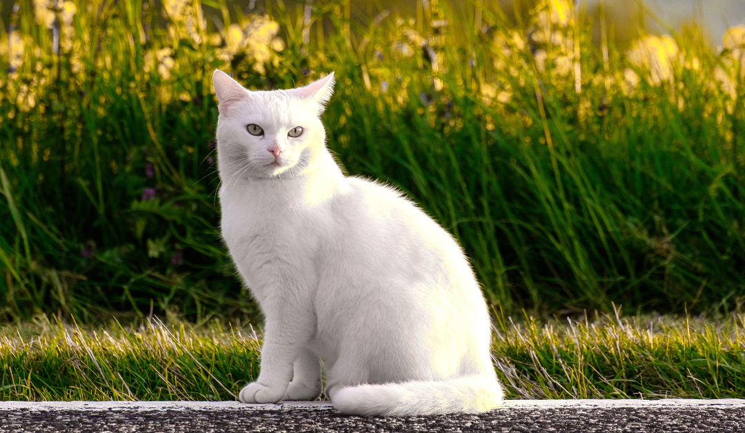 CBD vs. Functional Mushrooms: Which Wellness Supplement is Best for Pet Anxiety?