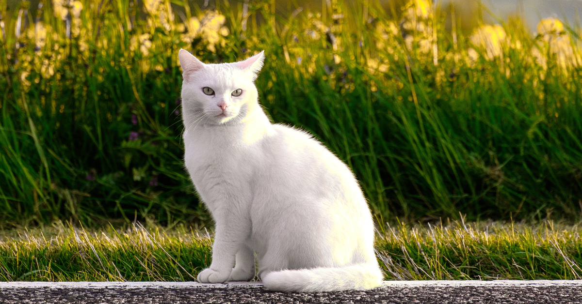 CBD vs. Functional Mushrooms: Which Wellness Supplement is Best for Pet Anxiety?