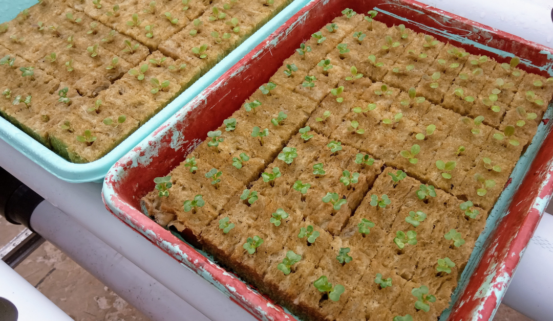 10 Essential Facts About Organic Fertilizers Every Home Gardener Needs to Know