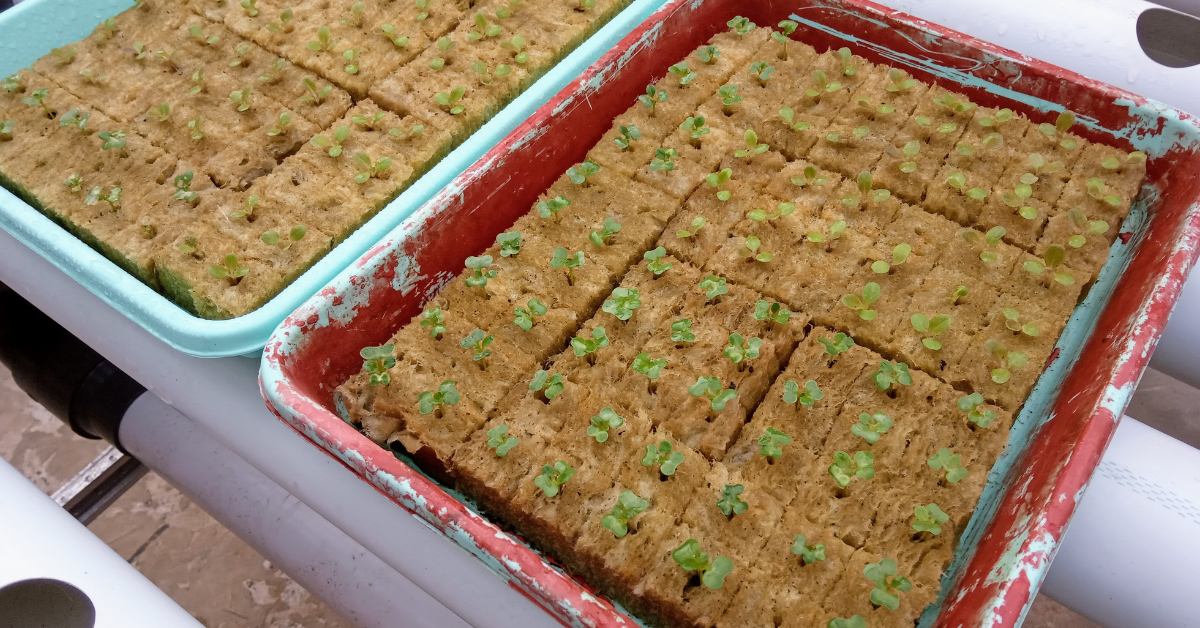 10 Essential Facts About Organic Fertilizers Every Home Gardener Needs to Know