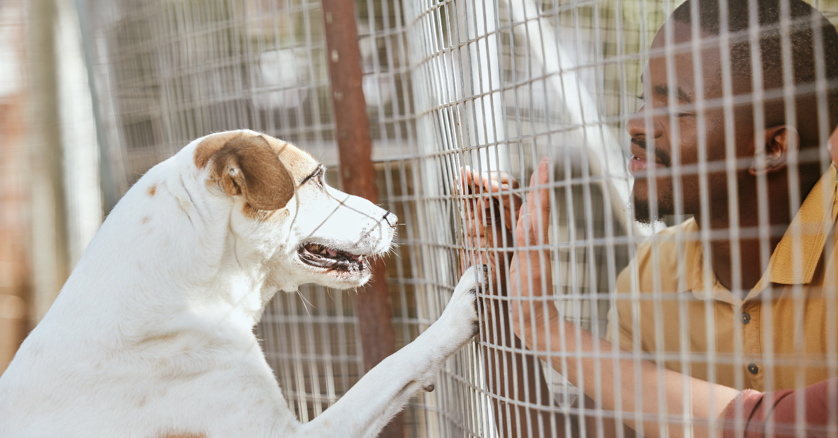 The Best Automatic Treat Dispensers with Two-Way Audio to Soothe Separation Anxiety