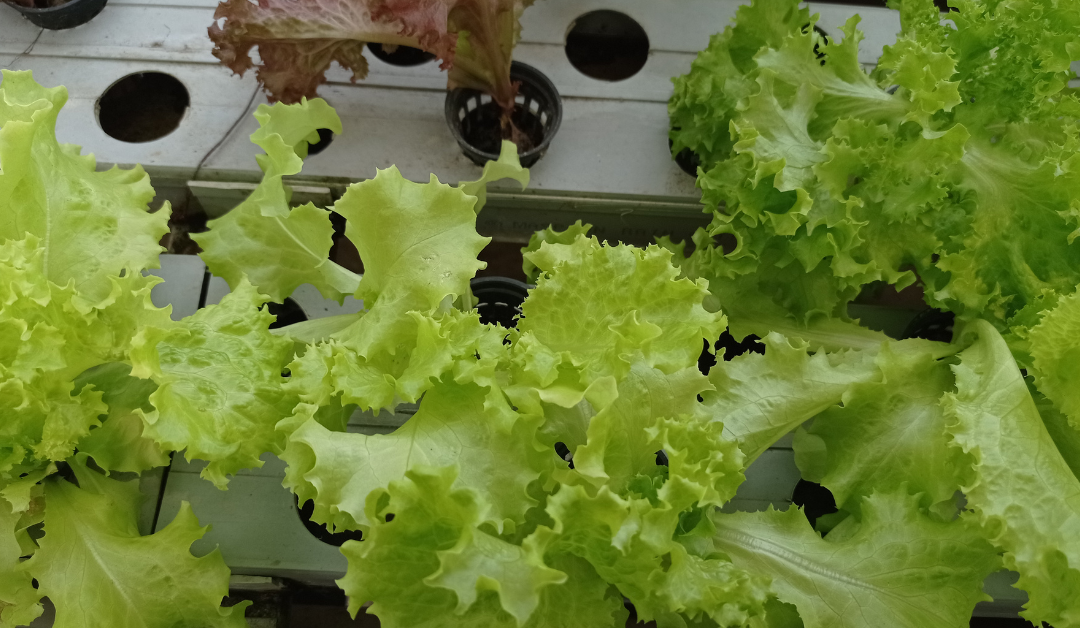 How to Grow Microgreens in Your Kitchen Without Soil: A Step-by-Step Guide