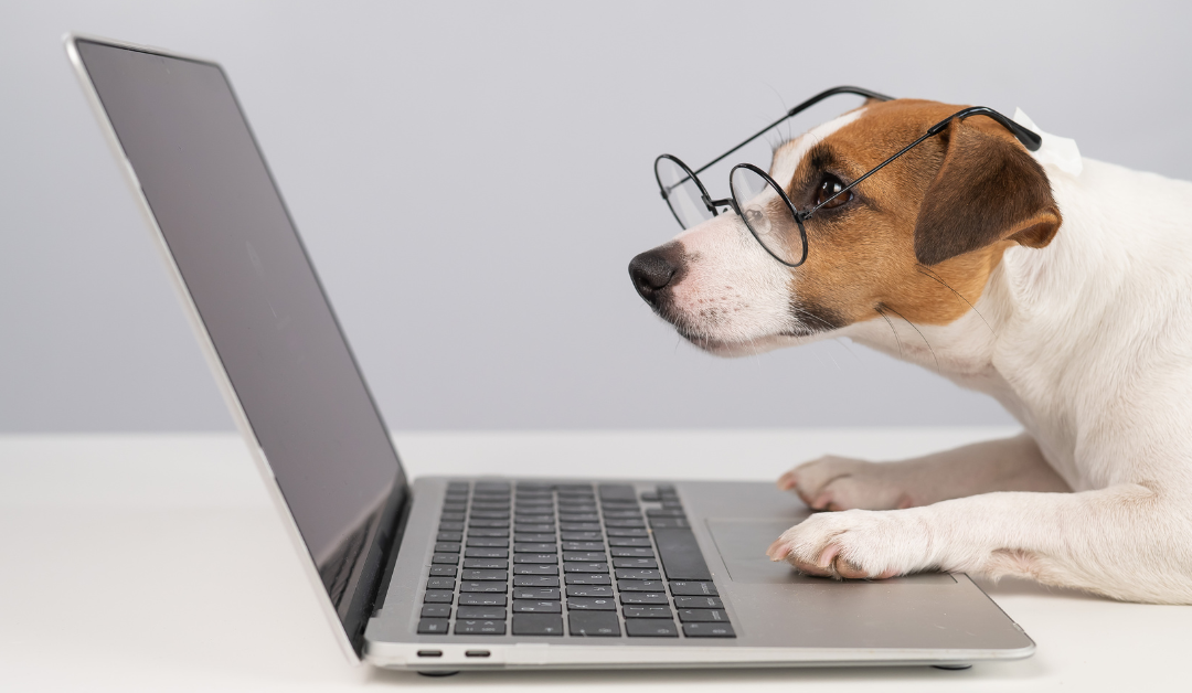 Review: Why the New Multi-Pet AI Feeders are a Game Changer for Busy Homes