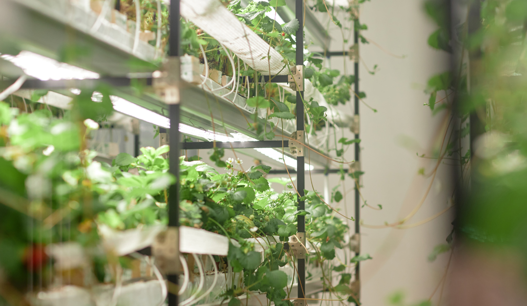 The Best Solar-Powered Automated Drip Irrigation Systems for Maintenance-Free Gardening