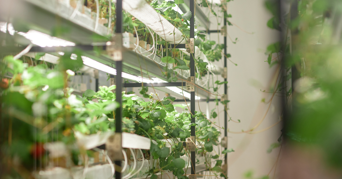 The Best Solar-Powered Automated Drip Irrigation Systems for Maintenance-Free Gardening