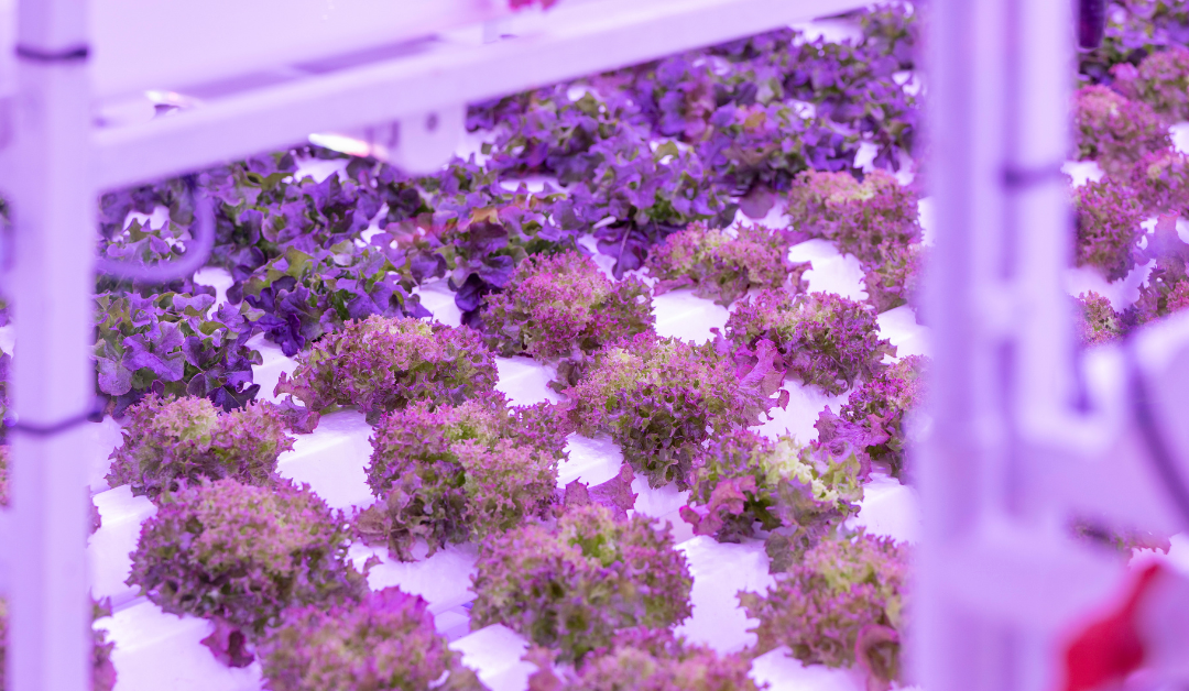 The Best Perennial Vegetables for Permanent Food Security