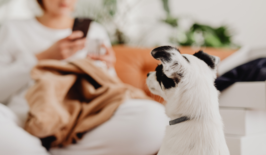 Best Matter-Compatible Smart Pet Doors: Secure Your Home and Your Pet