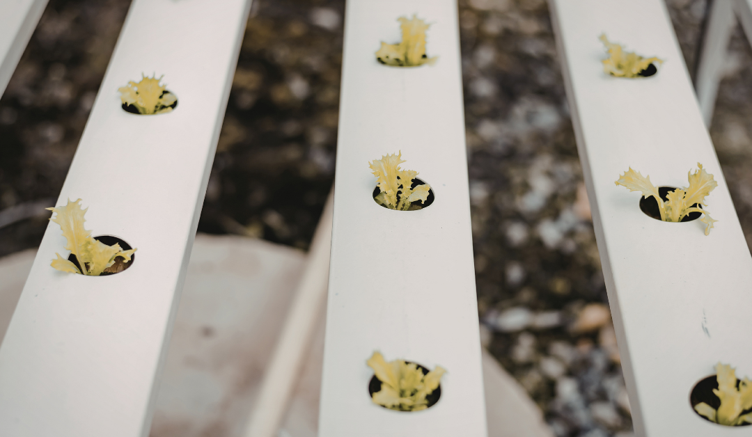 Testing the Top 5 All-Natural Pest Control Sprays: What Actually Works on Aphids?