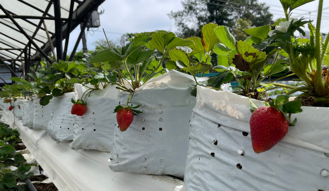 The Ultimate Guide to the Best Indoor Hydroponic Systems for Year-Round Vegetable Growth