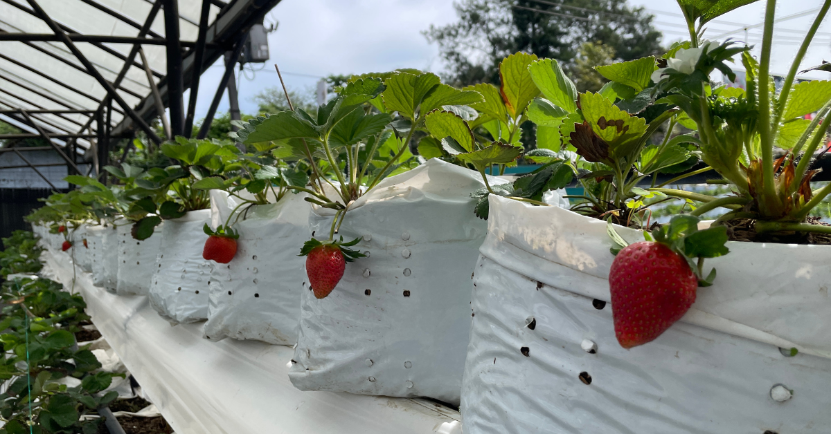 The Ultimate Guide to the Best Indoor Hydroponic Systems for Year-Round Vegetable Growth