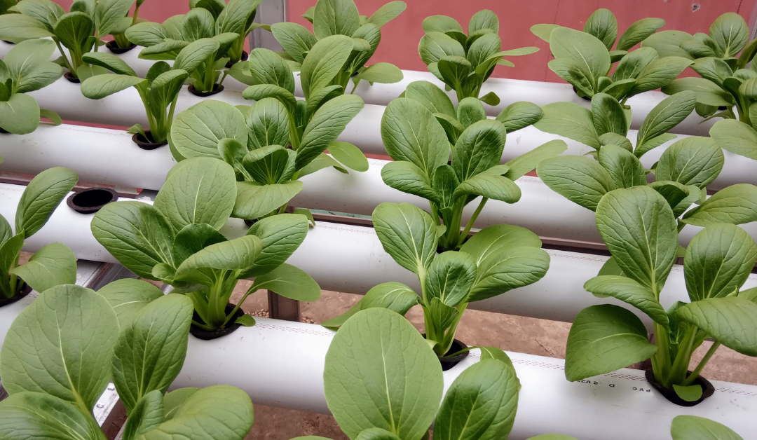 Best Raised Bed Soils for 2026: Lab Testing Nutritional Levels for Vegetable Growth