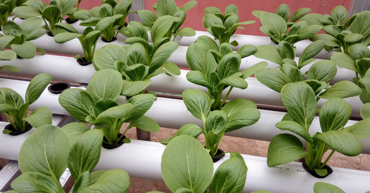 Best Raised Bed Soils for 2026: Lab Testing Nutritional Levels for Vegetable Growth