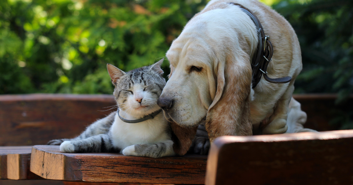 The Best Smart Water Fountains to Monitor Kidney Health in Senior Cats