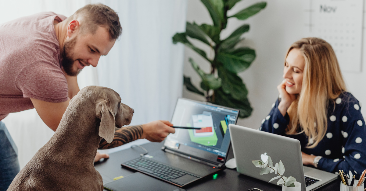 Top-Rated Red Light Therapy Devices for Senior Dog Arthritis