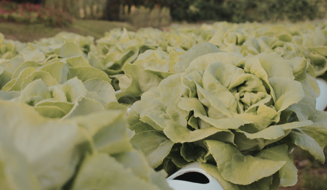 Companion Planting 101: Which Vegetables Grow Best Together?