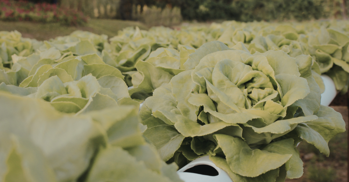 Companion Planting 101: Which Vegetables Grow Best Together?