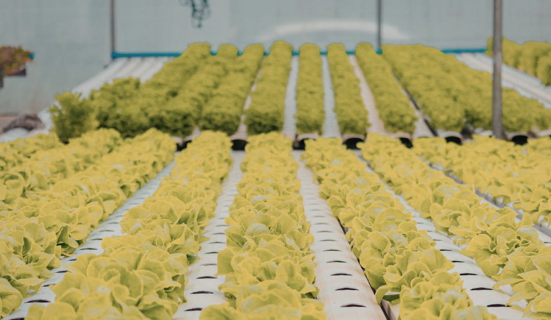 Maximizing Your Vegetable Garden Yield in Just 30 Minutes a Day