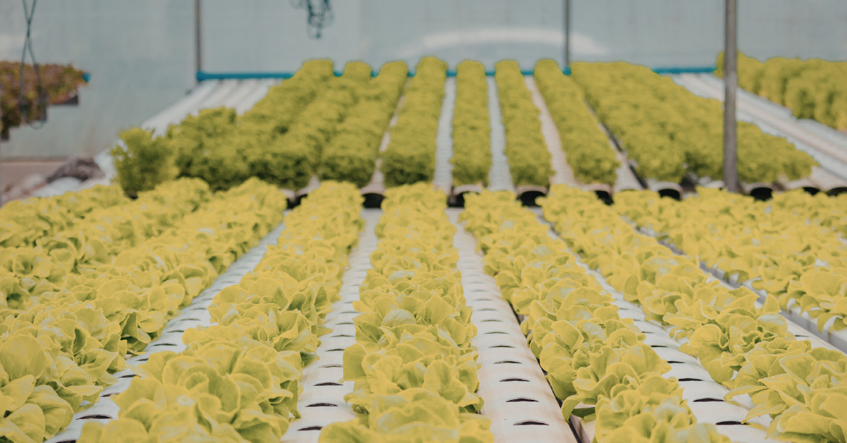 Maximizing Your Vegetable Garden Yield in Just 30 Minutes a Day